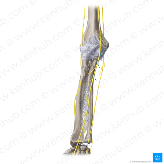 Muscular branches of median nerve (#20420)