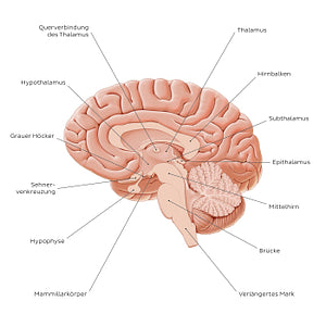 Overview of diencephalon (German)