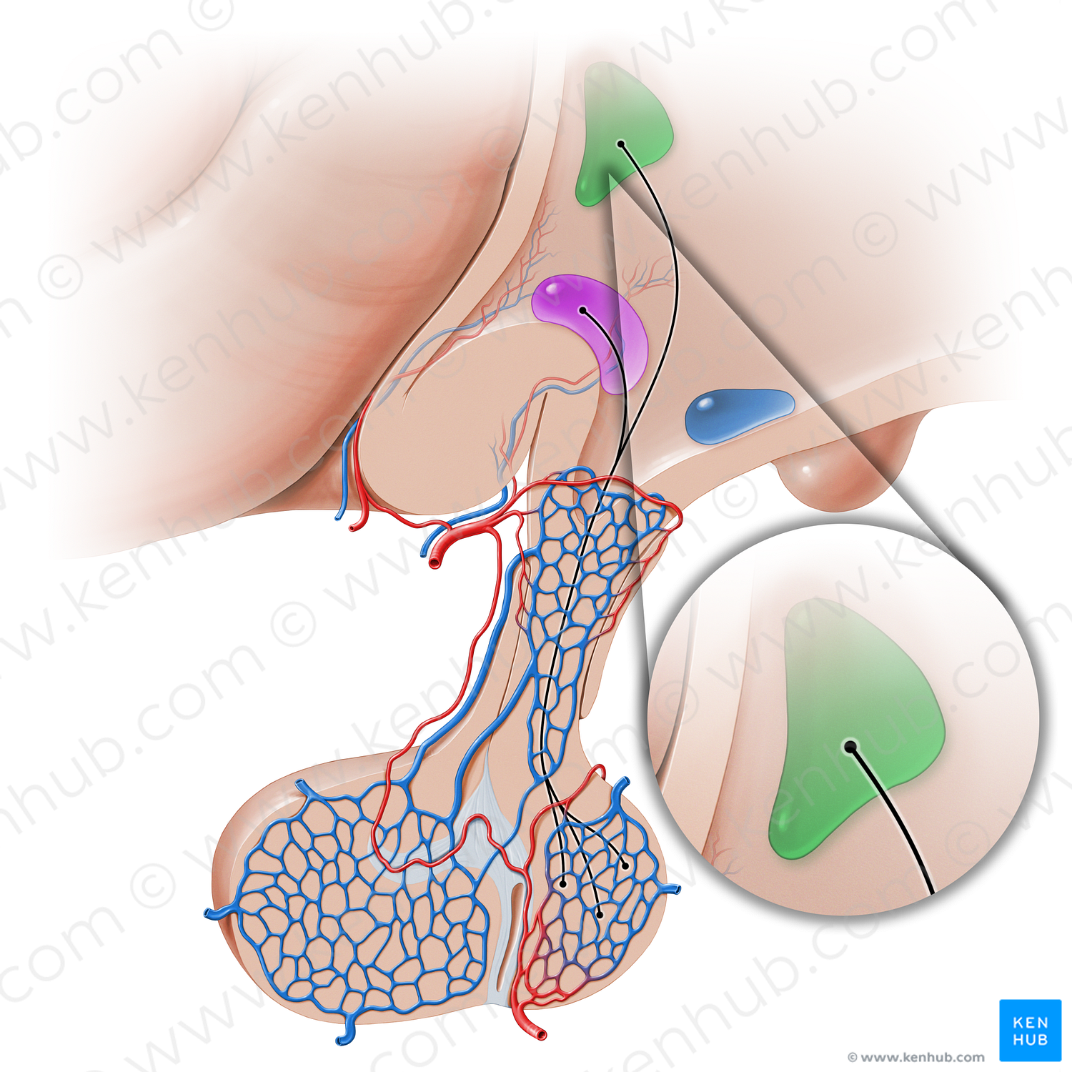 Paraventricular hypothalamic nucleus (#16250)