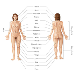 Regions of the body (English)