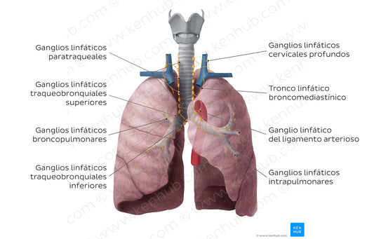 Lymphatics of the lungs (Spanish)