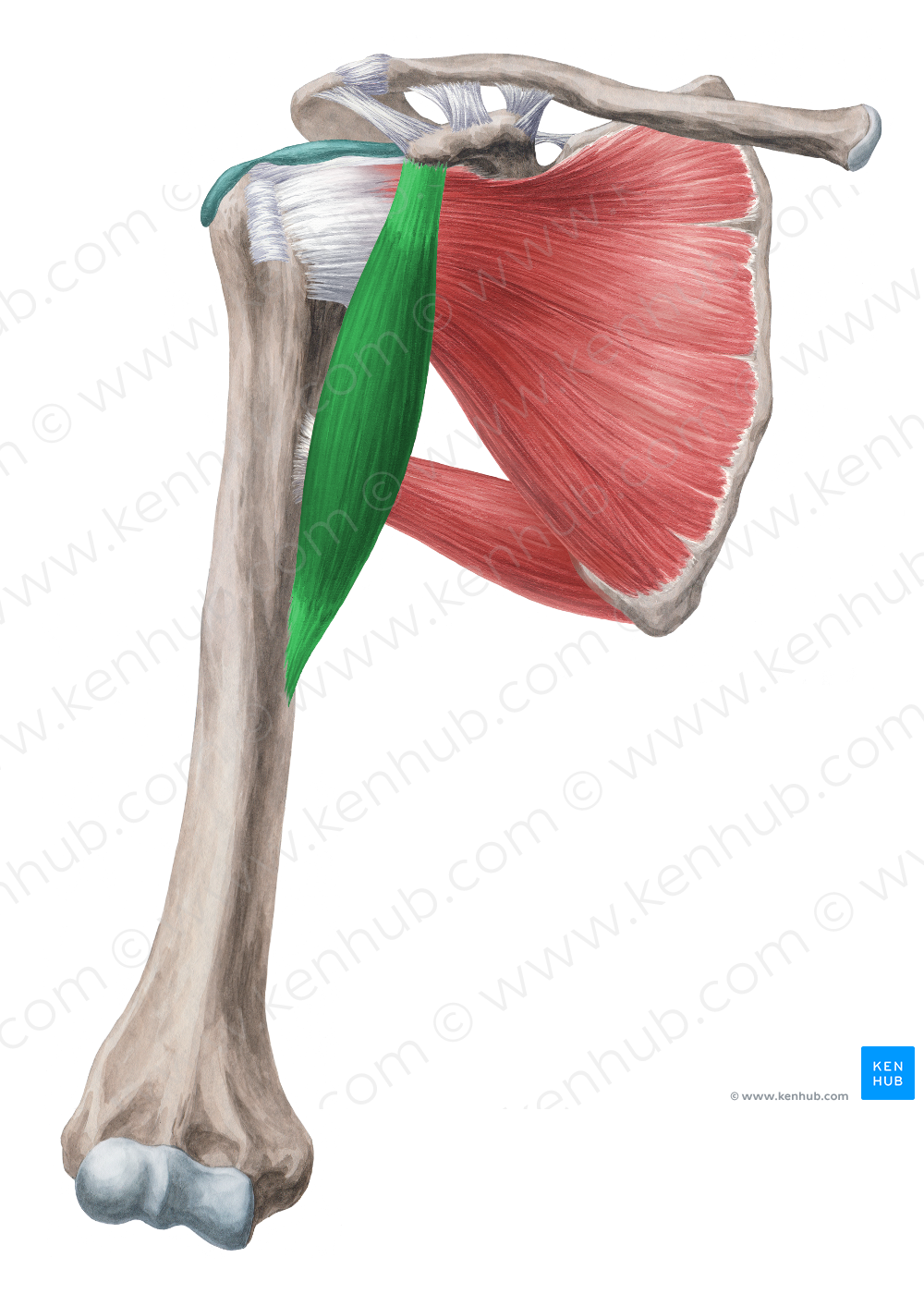 Coracobrachialis muscle (#5273)