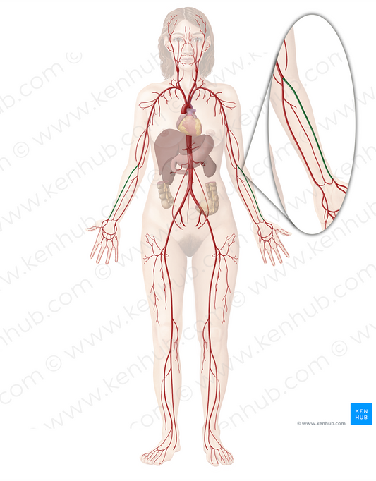 Radial artery (#1703)