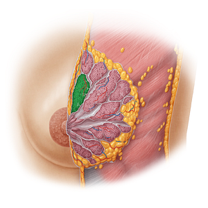 Lobe of mammary gland (#19658)