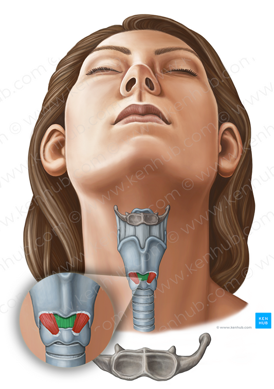 Median cricothyroid ligament (#11630)