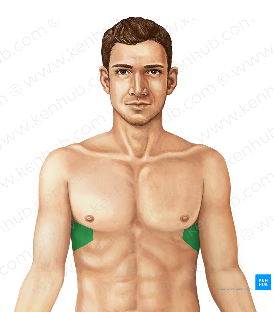 Lateral region of thorax (#298)