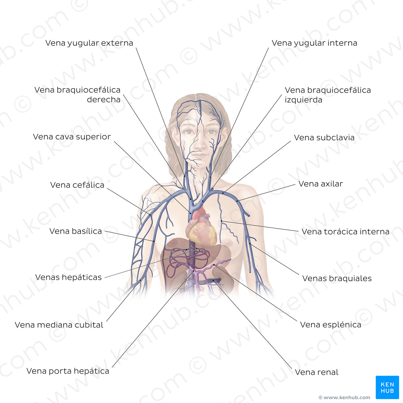 Cardiovascular system: Veins of the upper part of the body (Spanish)