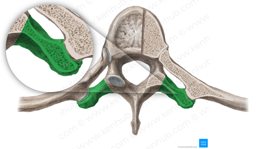 Transverse process of vertebra (#16694)