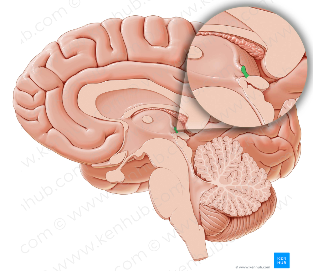 Habenular commissure (#2781)