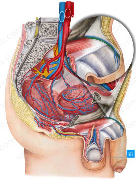 Dorsal artery of penis (#1114)