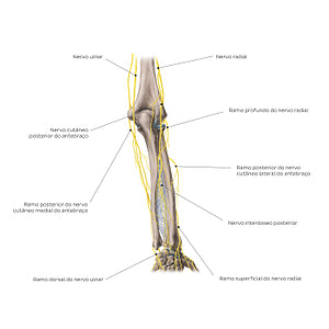 Nerves of the forearm: Posterior view (Portuguese)