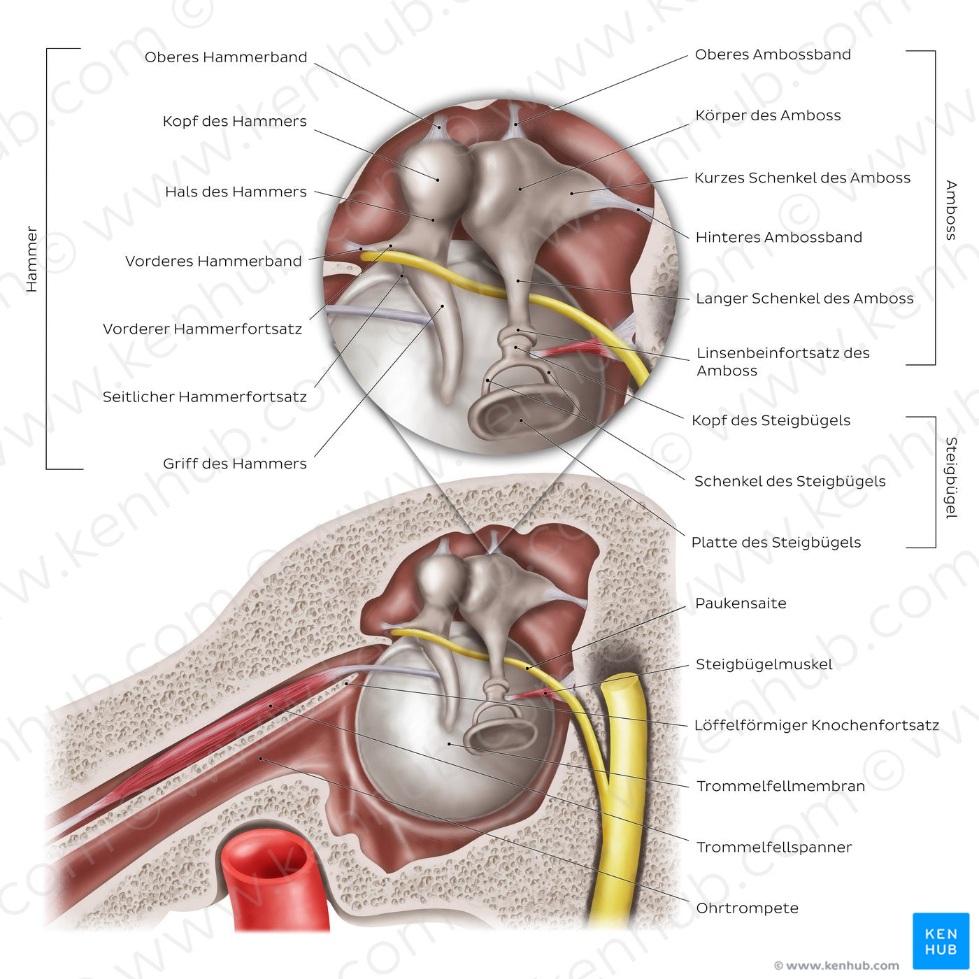 Middle ear: Sagittal section (German)