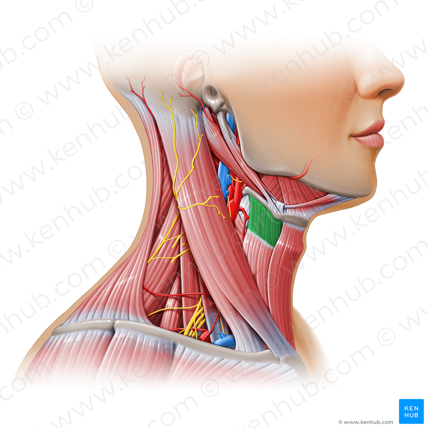 Thyrohyoid muscle (#11159)