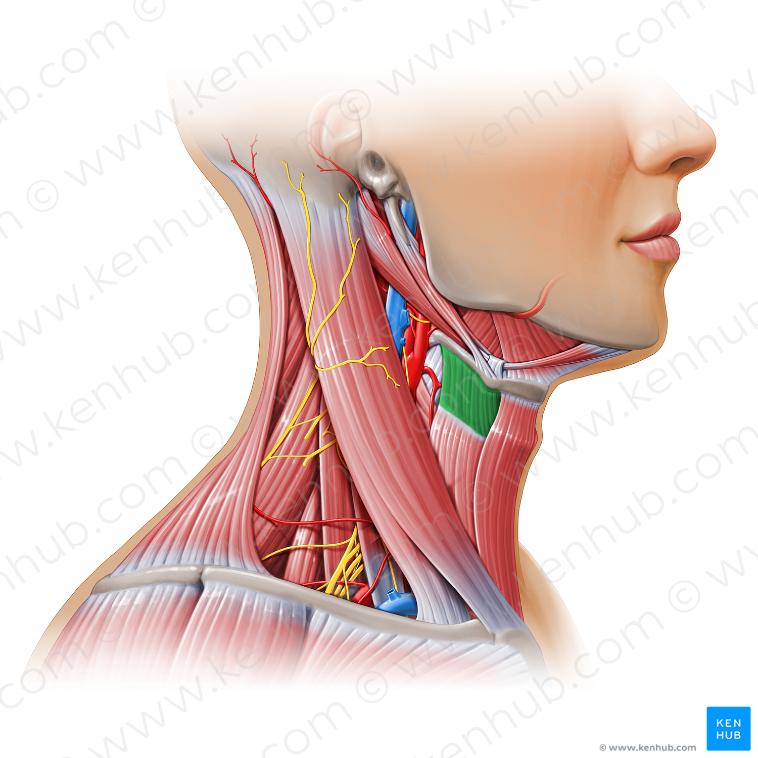 Thyrohyoid muscle (#11159)