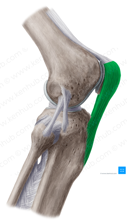 Patellar ligament (#4591)