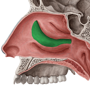 Middle nasal meatus (#4988)