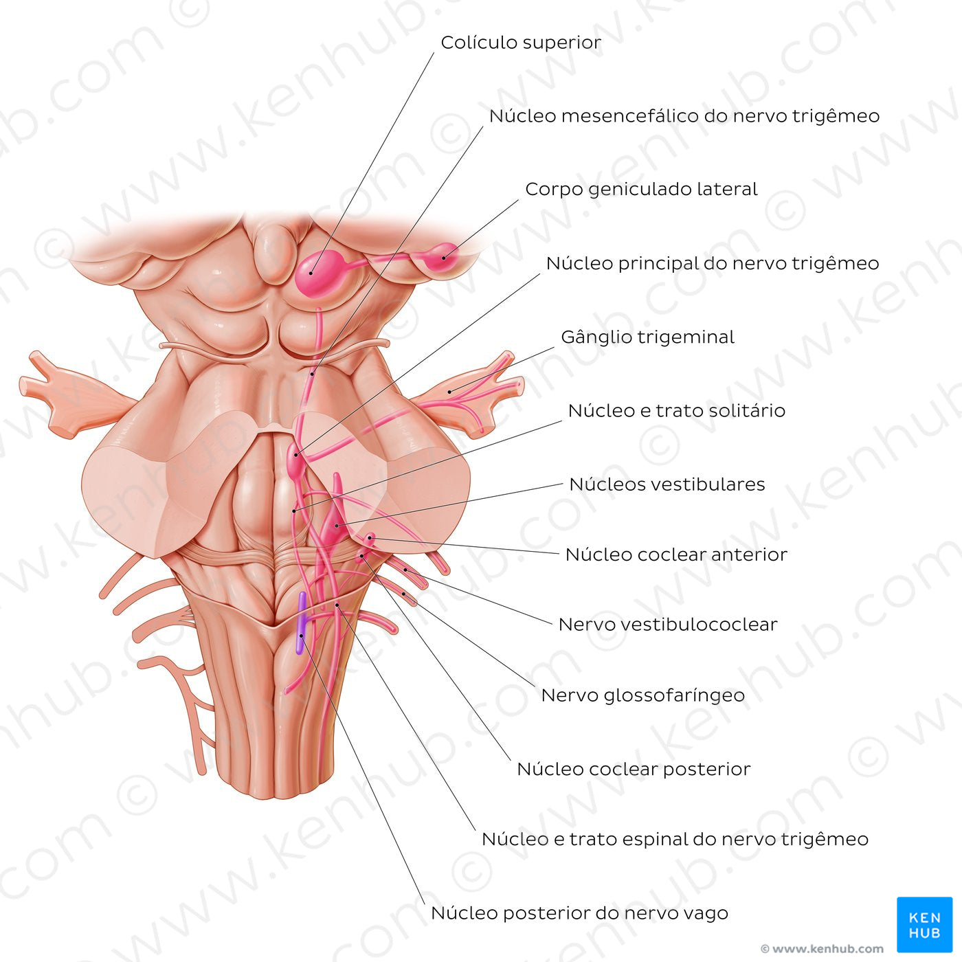 Cranial nerve nuclei - posterior view (afferent) (Portuguese)