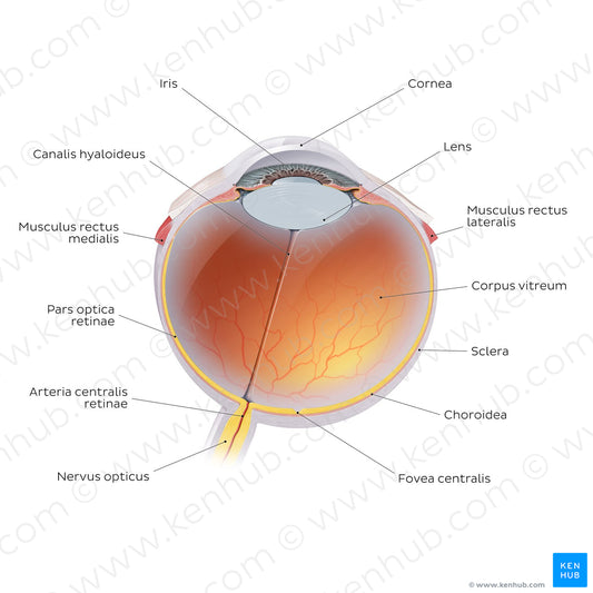 Eyeball (Latin)