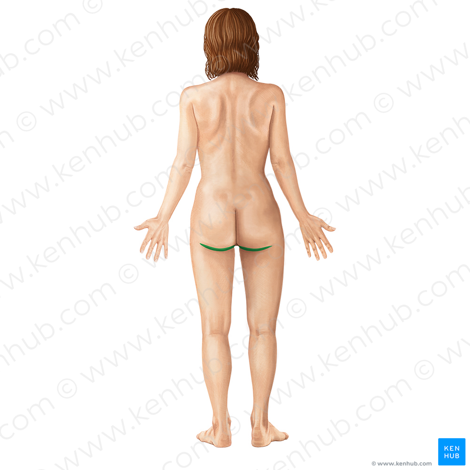 Gluteal sulcus (#9261)