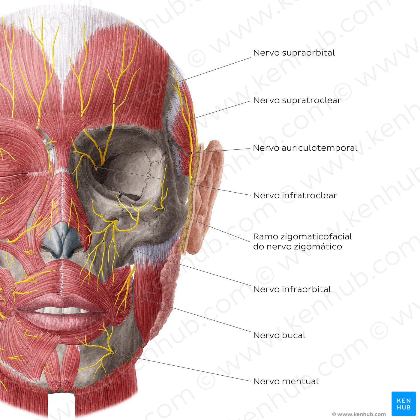 Nerves of face and scalp (Anterior view: deep) (Portuguese)