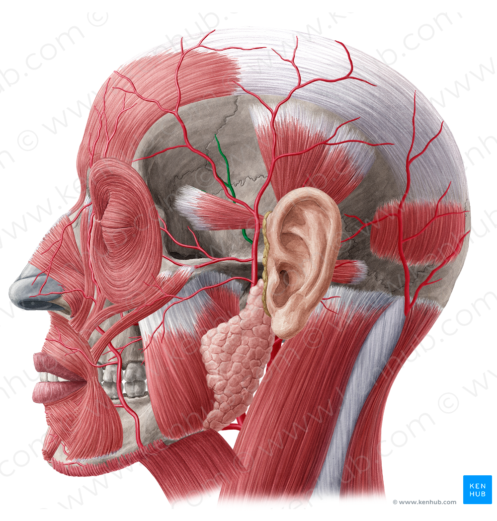 Middle temporal artery (#1888)
