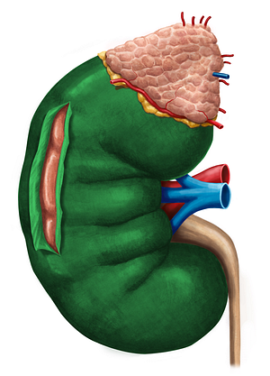 Renal capsule (#2361)