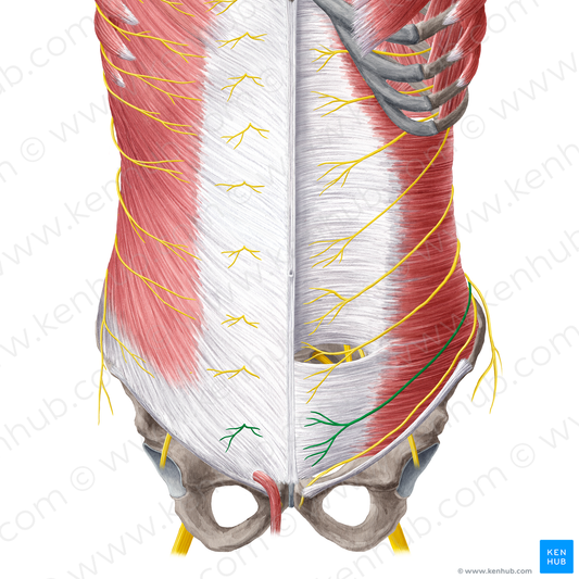 Anterior cutaneous branch of iliohypogastric nerve (#21576)