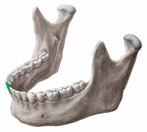 Mandibular right central incisor tooth (#12850)