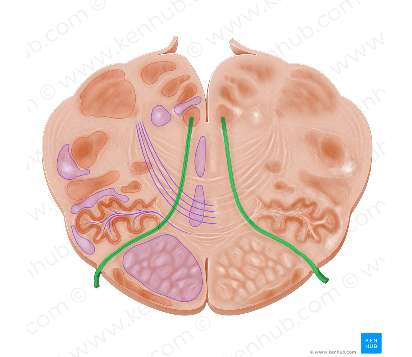 Hypoglossal nerve (#6465)