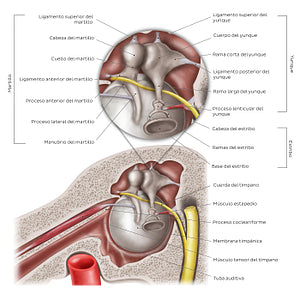 Middle ear: Sagittal section (Spanish)