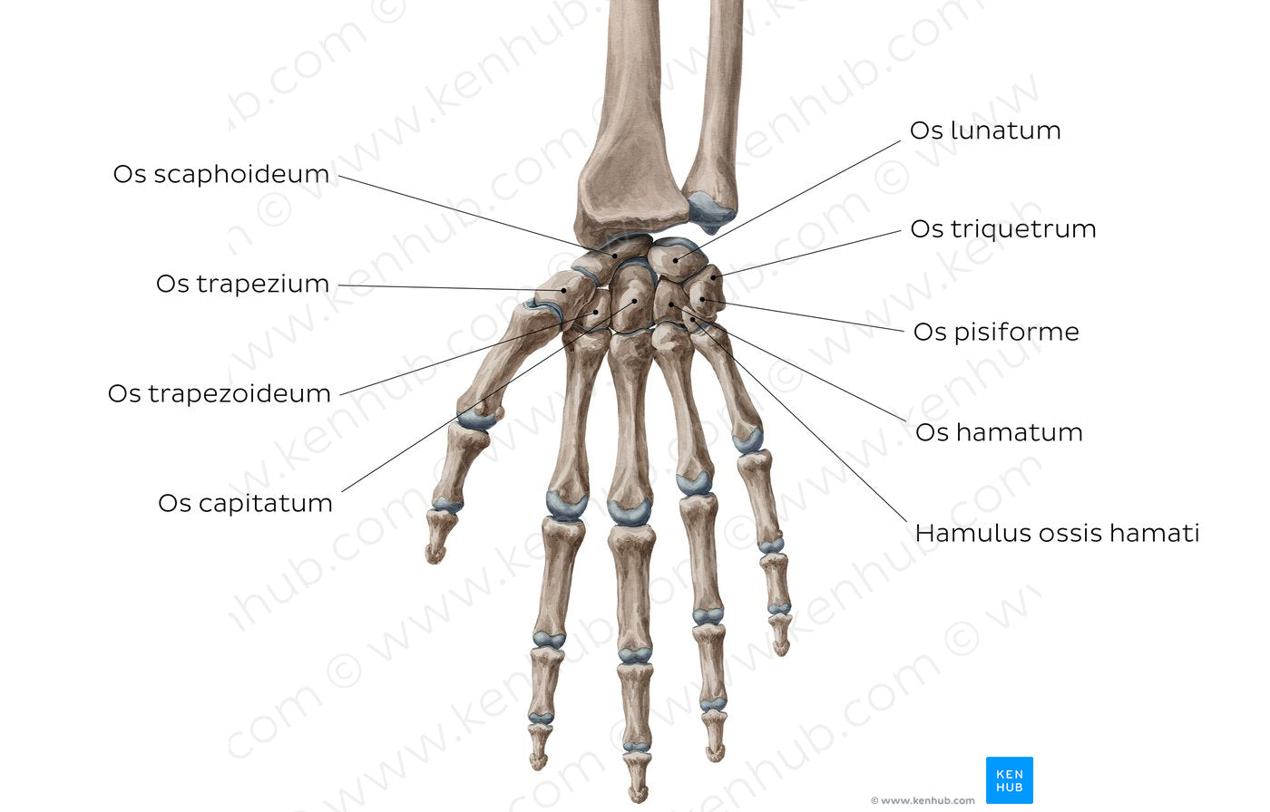 Carpal bones (Latin)