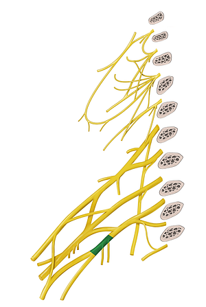 Medial cord of brachial plexus (#3612)