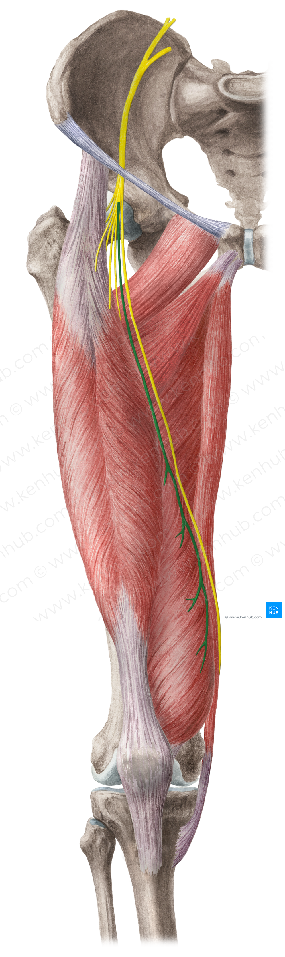 Muscular branches of femoral nerve (#8748)