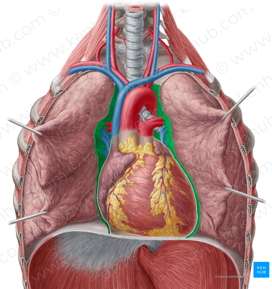 Mediastinal part of parietal pleura (#7735)