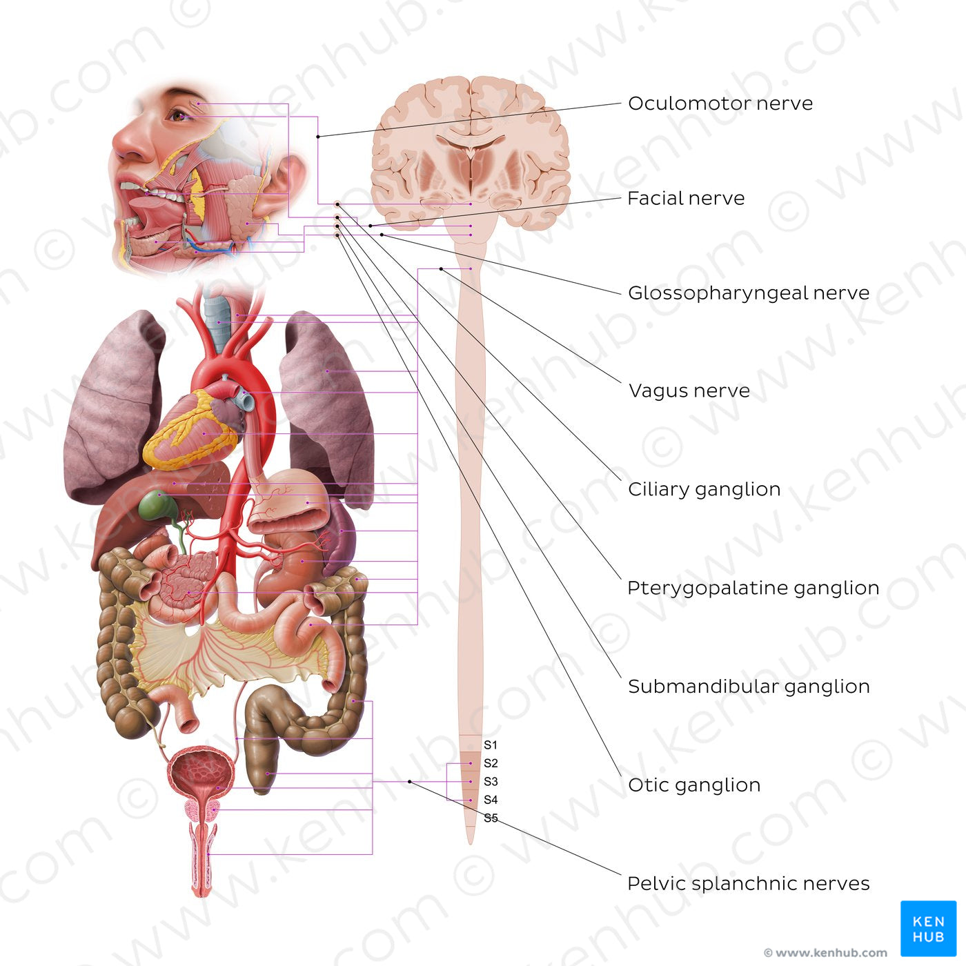 Autonomic nervous system - parasympathetic nervous system (English)