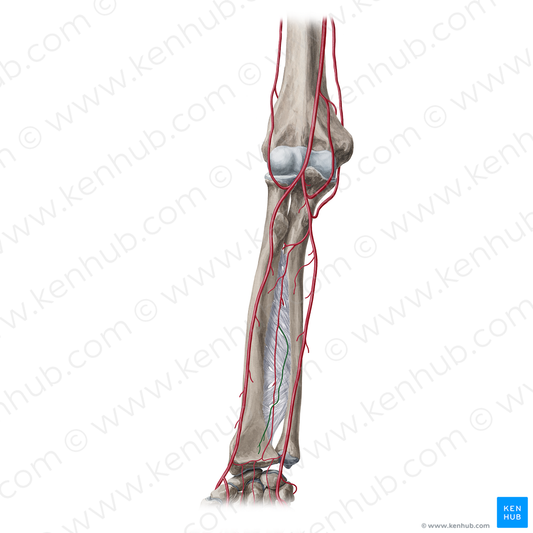 Median artery (#20380)