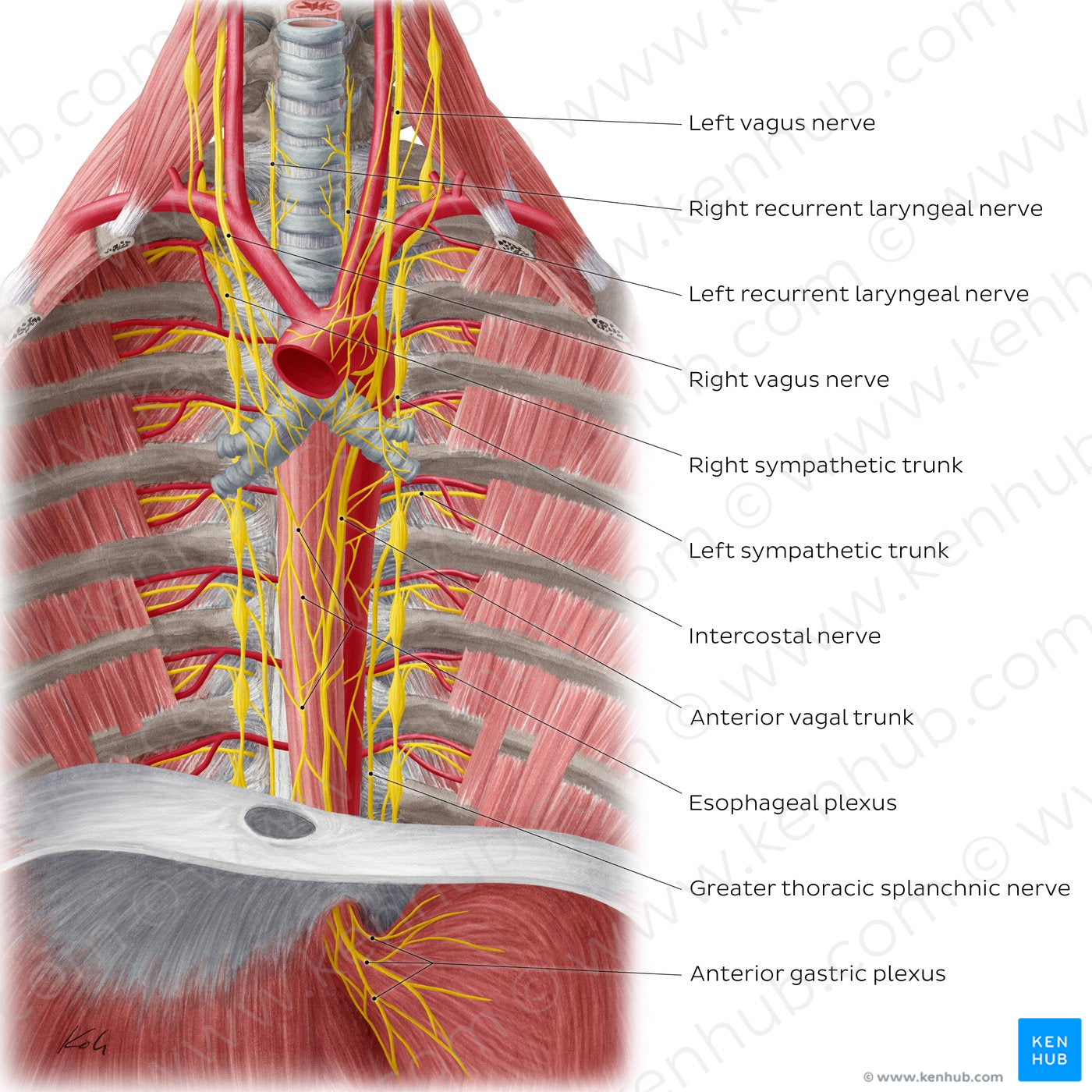 Nerves of the esophagus (English)