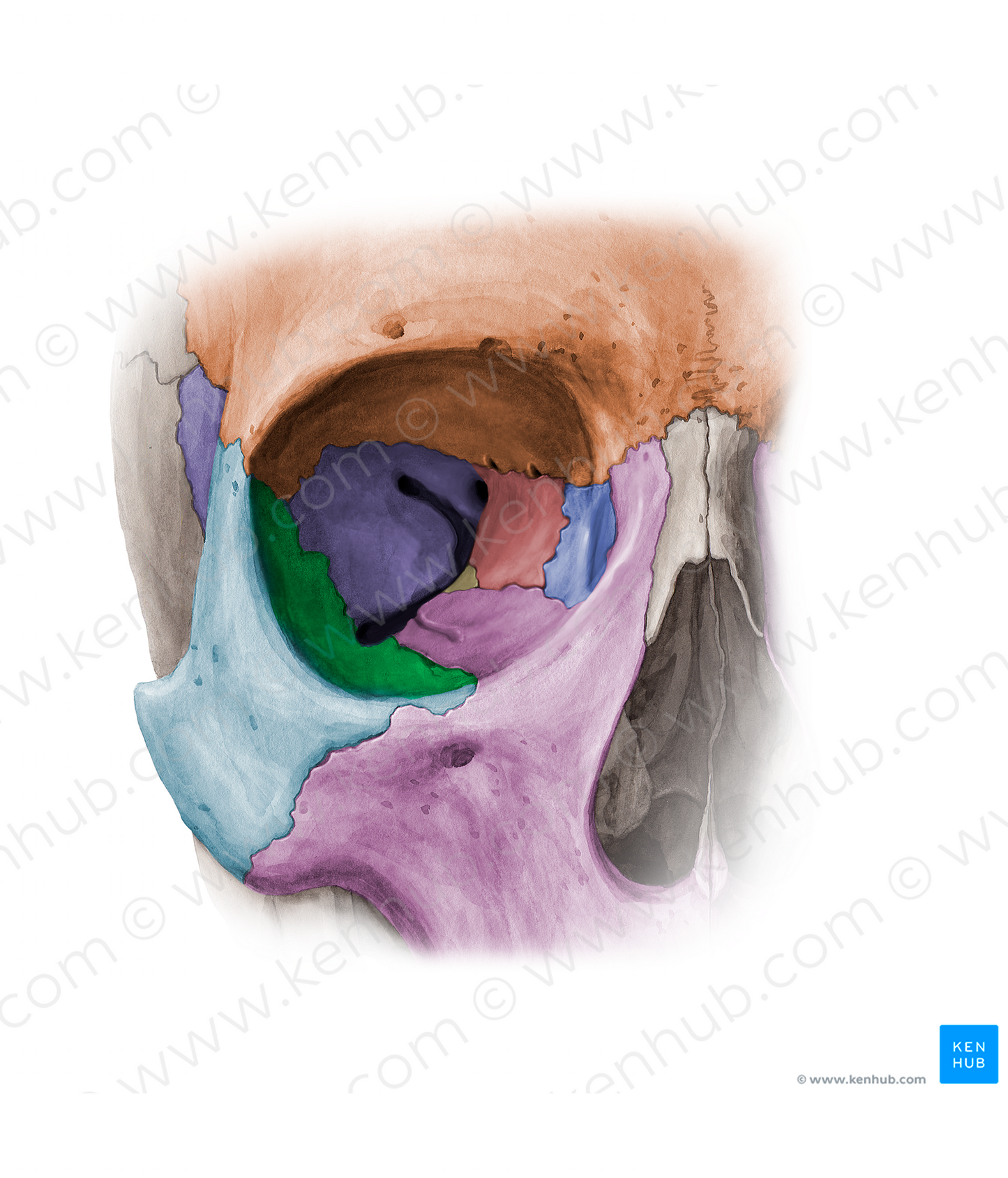Orbital surface of zygomatic bone (#11370)