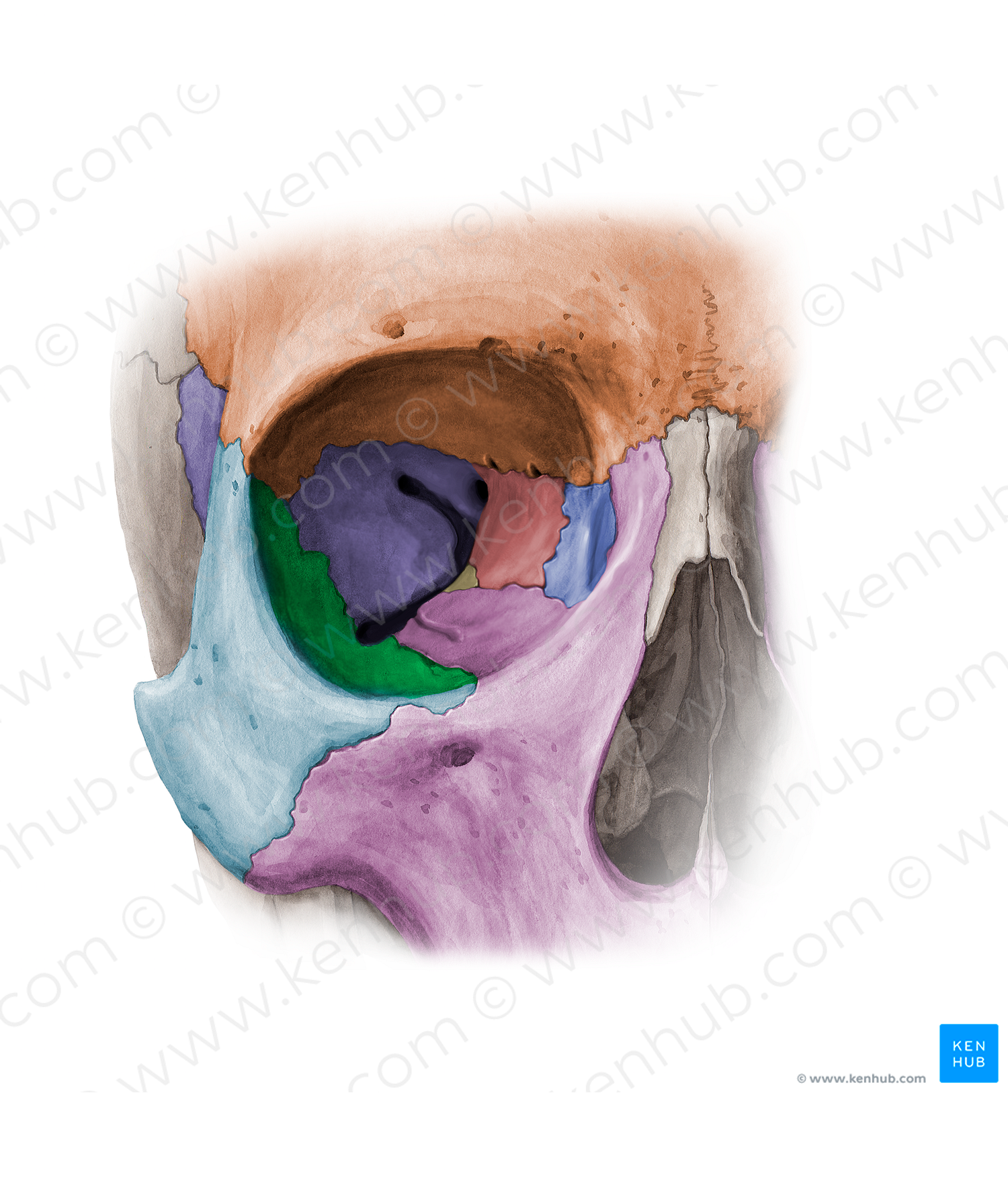 Orbital surface of zygomatic bone (#11370)