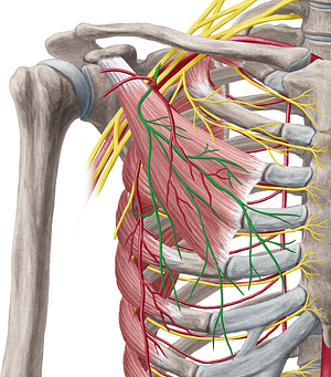 Lateral pectoral nerve (#6651)