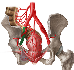 Left external iliac artery (#1410)