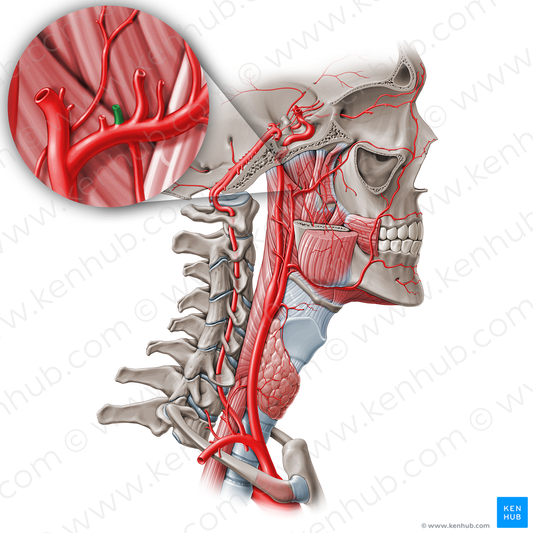 Anterior tympanic artery (#19551)