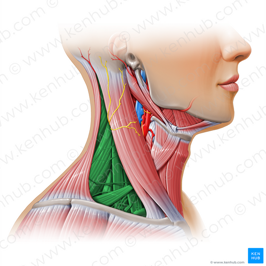 Posterior triangle of neck (#11168)