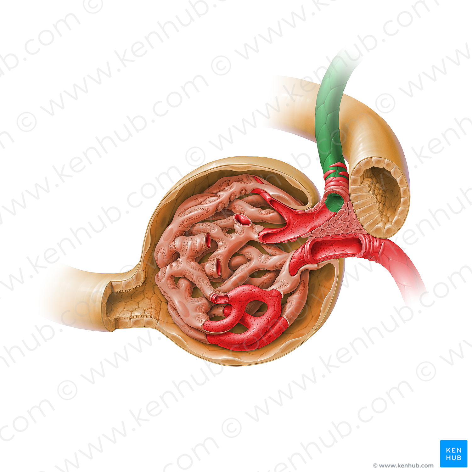 Afferent glomerular arteriole of renal corpuscle (#17915)