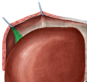 Right triangular ligament of liver (#4664)