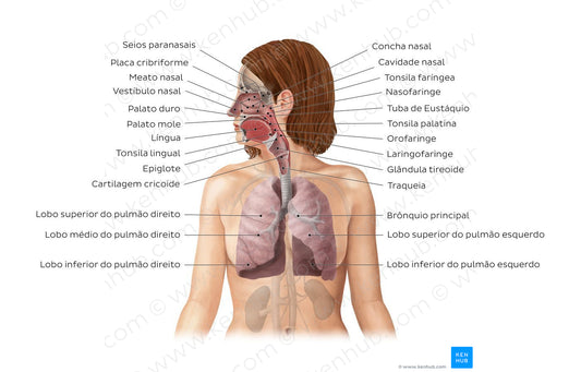 Respiratory system (Portuguese)