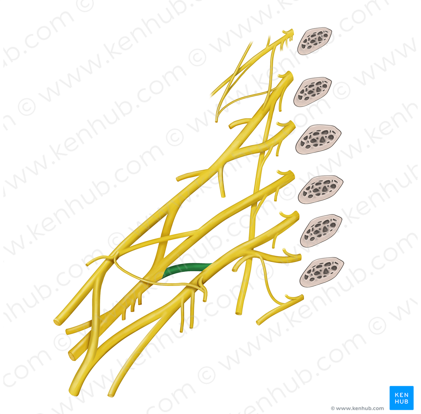 Posterior division of inferior trunk of brachial plexus (#20604)