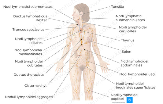 Lymphatic system (Latin)