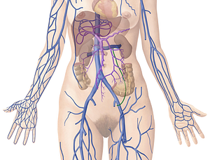 Ovarian vein (#10451)