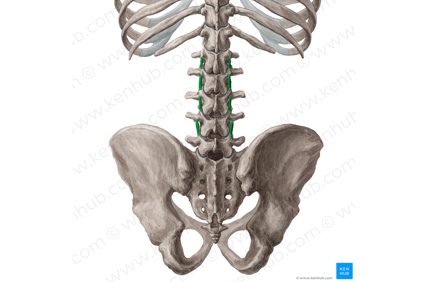 Medial intertransversarii lumborum muscles (#18807)